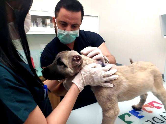 Köpeklerin Kulakları Neden Kesilir